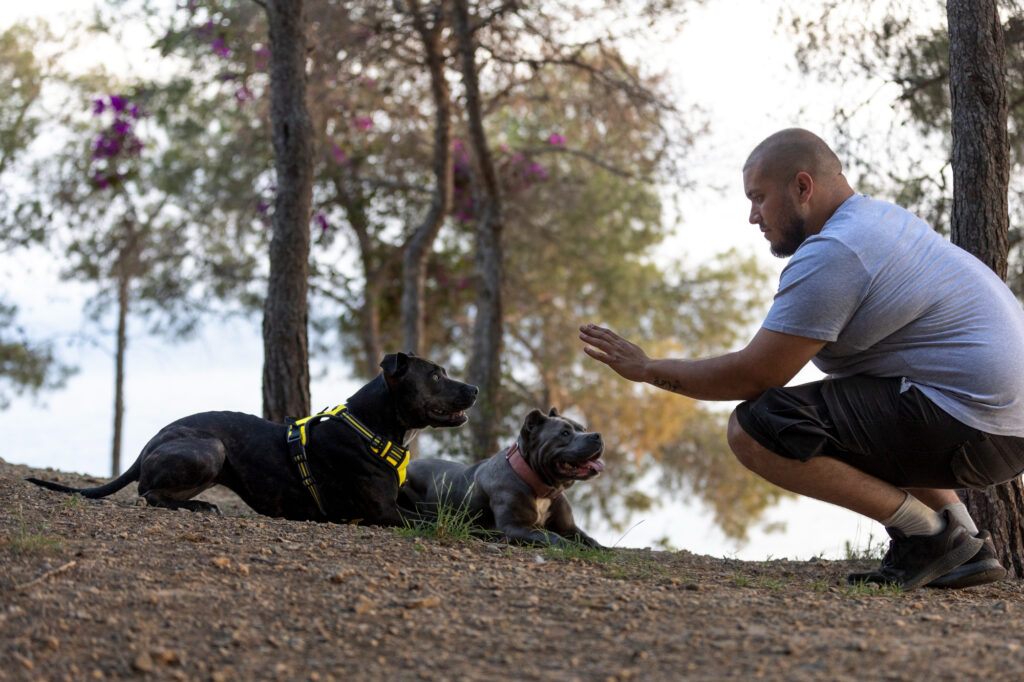 ¿Por qué tu perro no te obedece? 5 errores comunes y cómo solucionarlos
