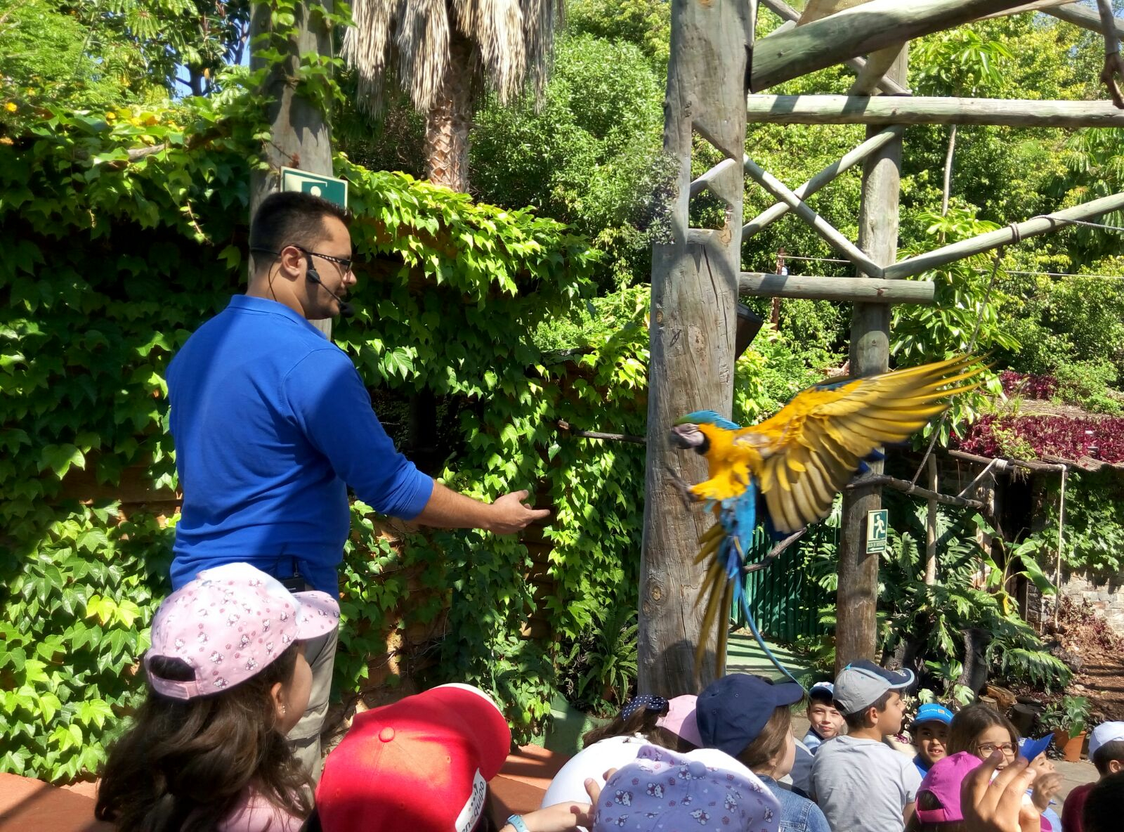 Entrenador con guacamayo azul en exhibición